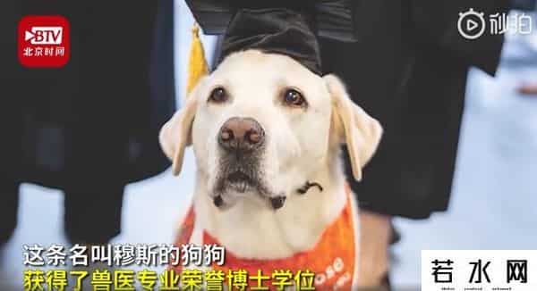 8岁治疗犬获博士学位