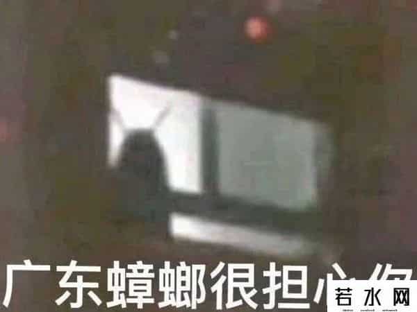 广东最大的蟑螂是白云机场