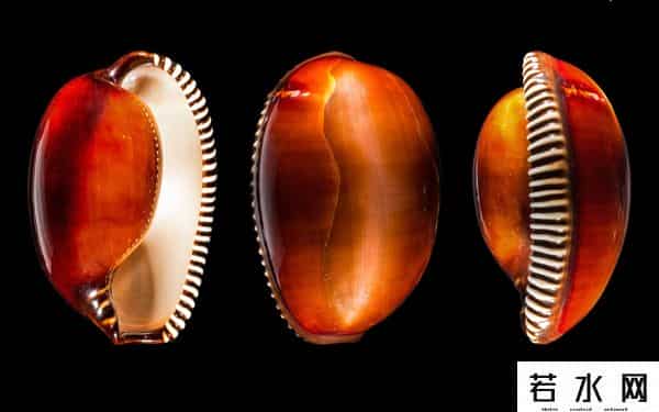 世界上最稀有的颜色