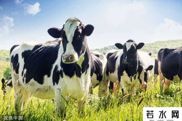 河北内蒙古等地出现倒奶杀牛