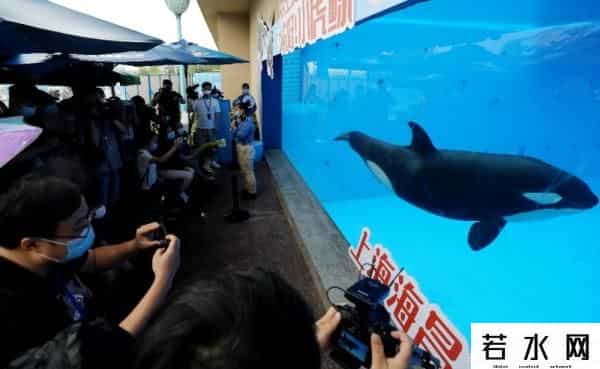 大白鲨袭击无人机