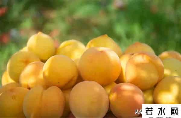 黄桃罐头是什么梗