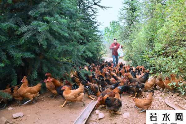 江苏200亩荒野农场-过乡村生态生活