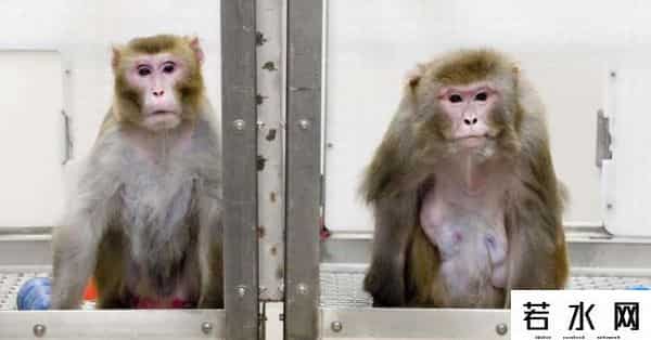美国医药界满世界找猴子