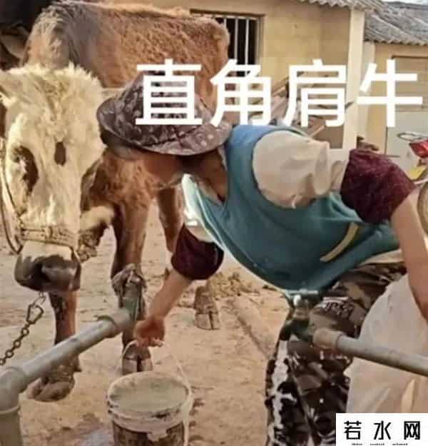 网红小英不能开着路虎卖惨