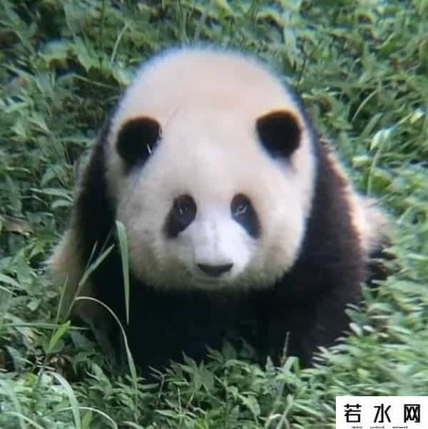 大熊猫和花和叶已被企业认养