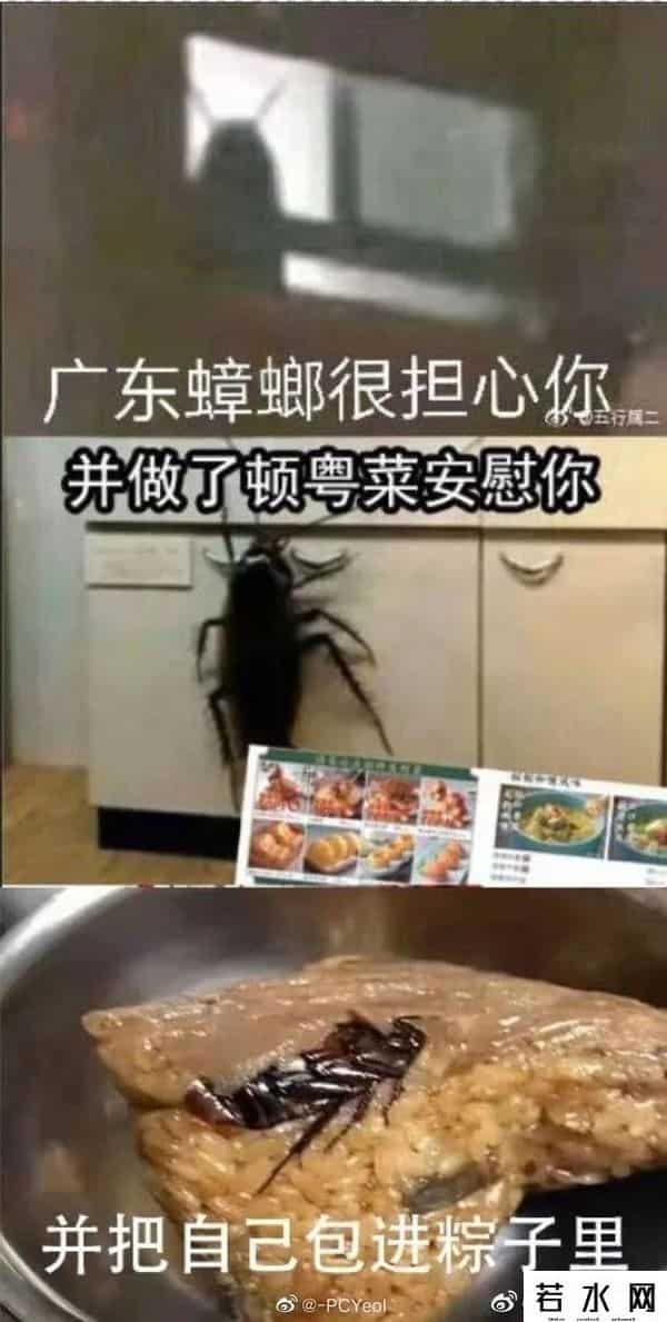 广东最大的蟑螂是白云机场