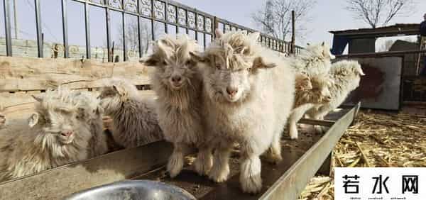 羊了个羊一天只能玩一次吗