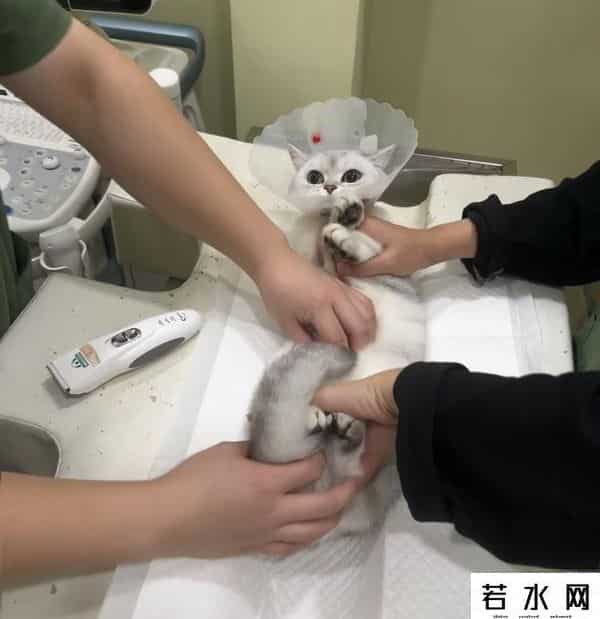 养宠物为什么这么贵