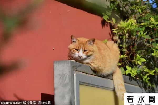 故宫博物院卖萌