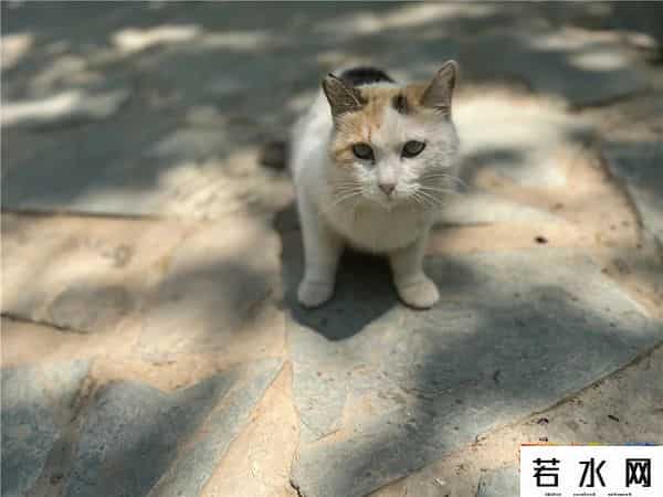 故宫博物院卖萌