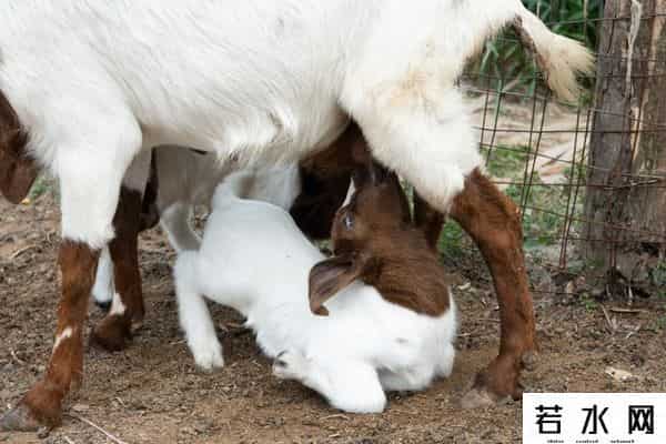 羊了个羊一天只能玩一次吗
