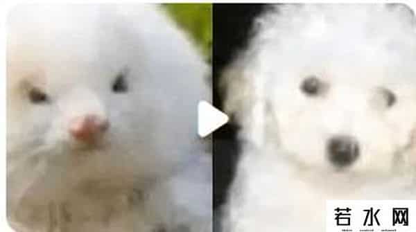 男子花150美元买狗结果是巴西老鼠