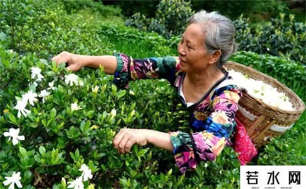 栀子花价格飙涨至35元每斤