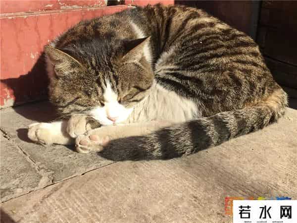 故宫博物院卖萌