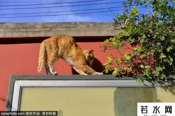 故宫博物院卖萌