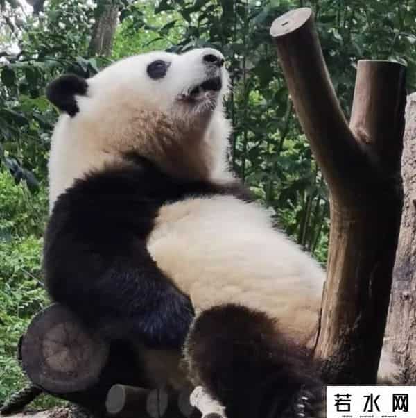 大熊猫和花和叶已被企业认养