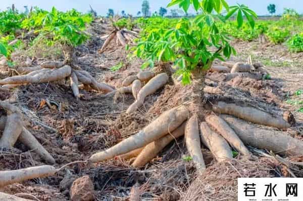 撒哈拉以南的非洲