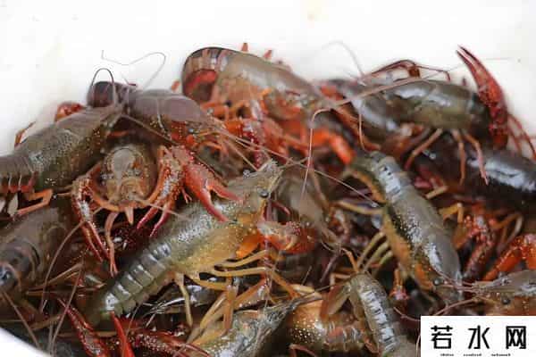 小龙虾价格暴跌年轻人不爱吃了-