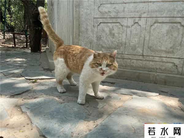 故宫博物院卖萌