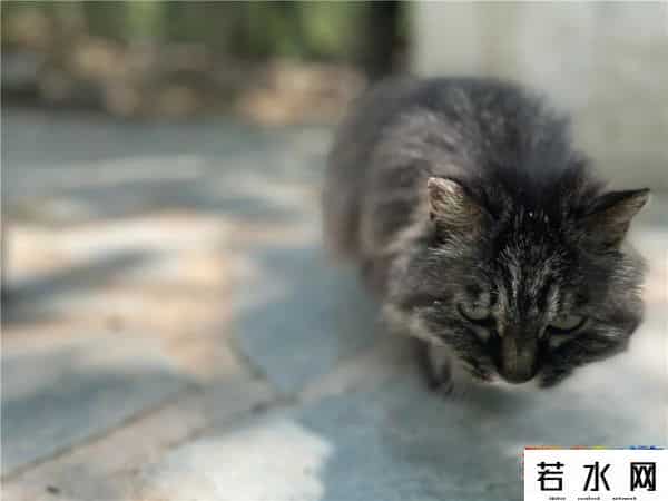 故宫博物院卖萌