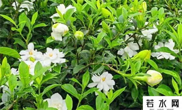 栀子花价格飙涨至35元每斤