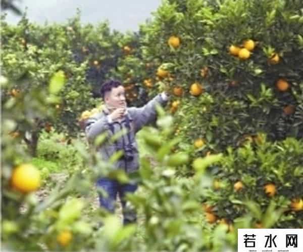 水果猎人杨晓洋