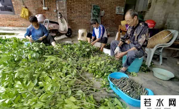 栀子花价格飙涨至35元每斤