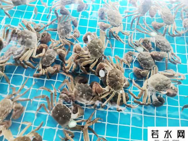 阳澄湖大闸蟹缺席中秋
