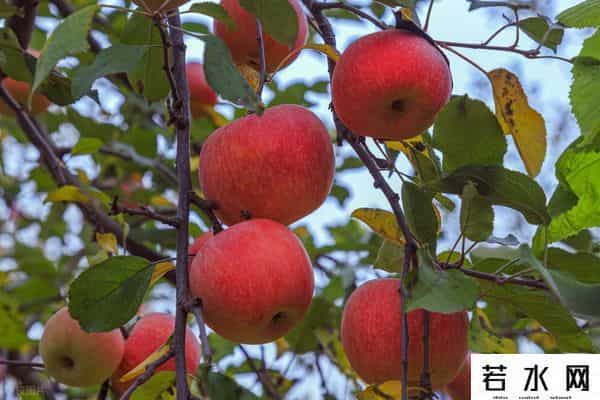 iphone 5上市时间