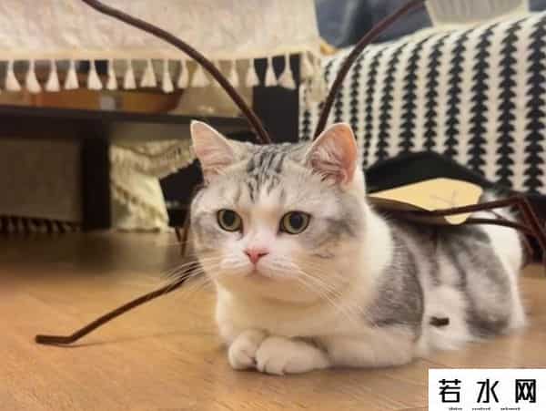 纯情丫头火辣辣