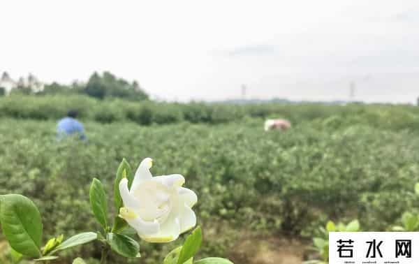 栀子花价格飙涨至35元每斤