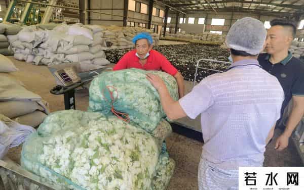 栀子花价格飙涨至35元每斤