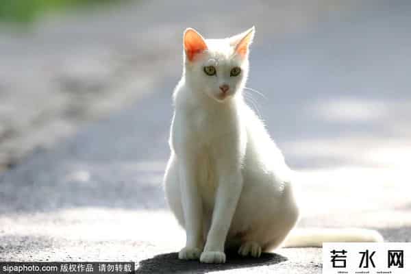 故宫博物院卖萌