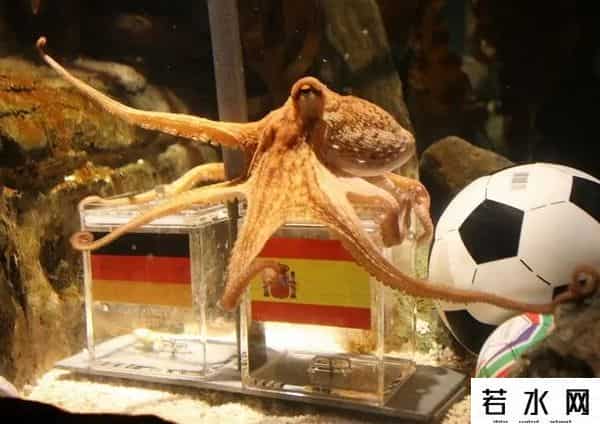 谷歌预测世界杯