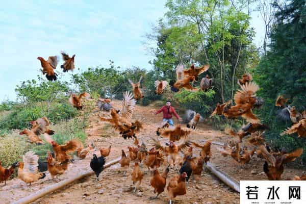 江苏200亩荒野农场-过乡村生态生活