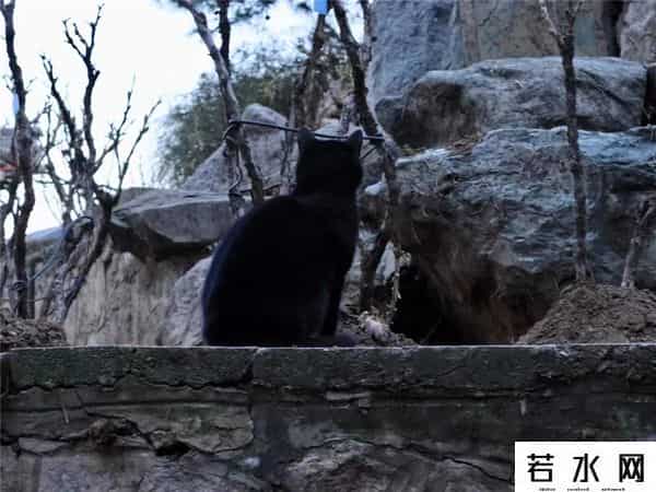 故宫博物院卖萌