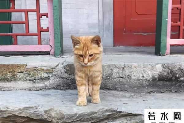 故宫博物院卖萌