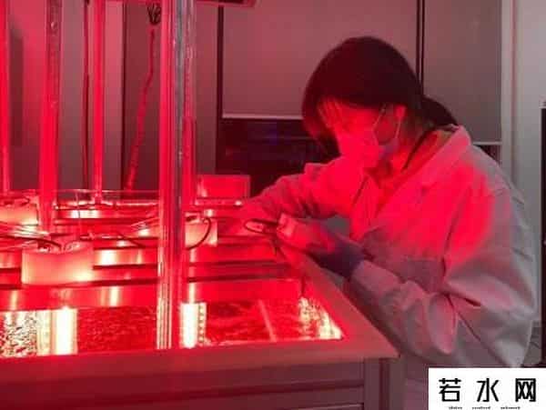 中国合伙人种子