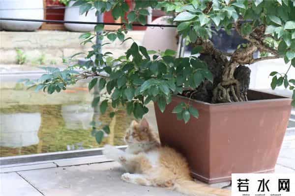 故宫博物院卖萌