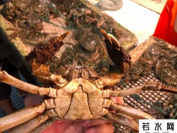 阳澄湖大闸蟹恐缺席中秋