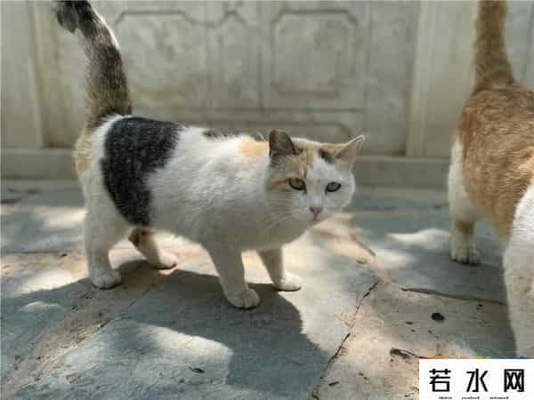 故宫博物院卖萌