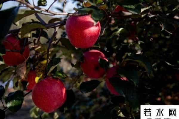 iphone 5上市时间