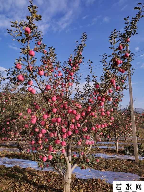 iphone 5上市时间