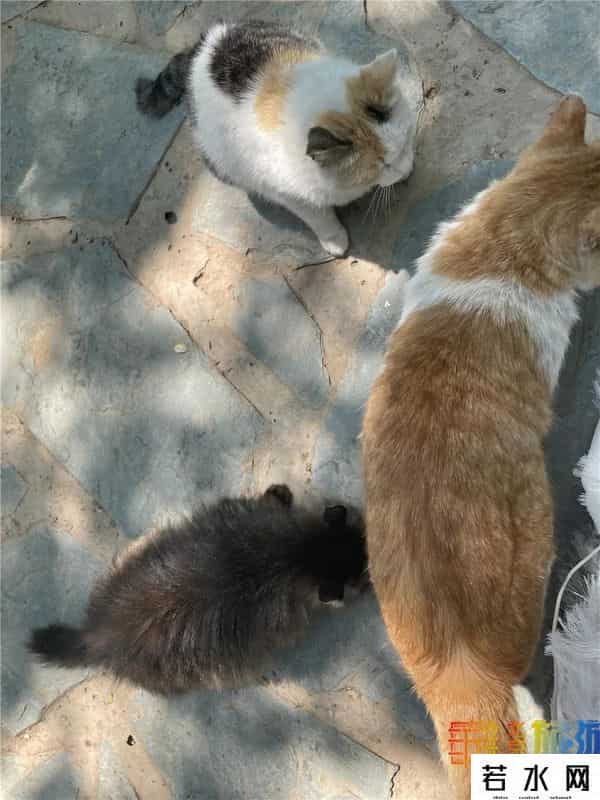 故宫博物院卖萌