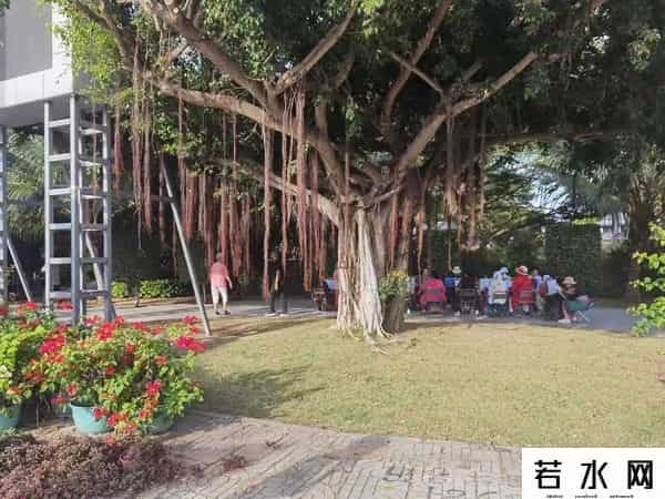 占领三亚的不再是东北人而是上海人