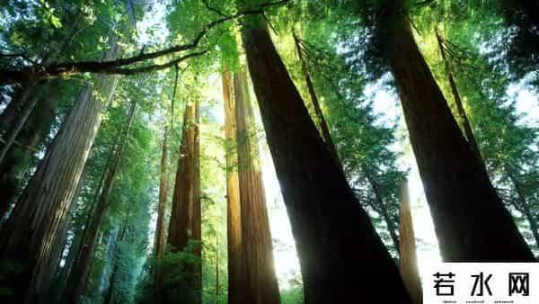 快手托马斯是谁