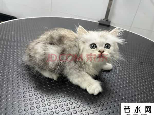 男子欠钱不还12只猫咪被拍卖抵债