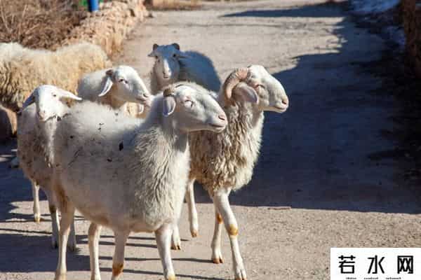 羊了个羊一天只能玩一次吗