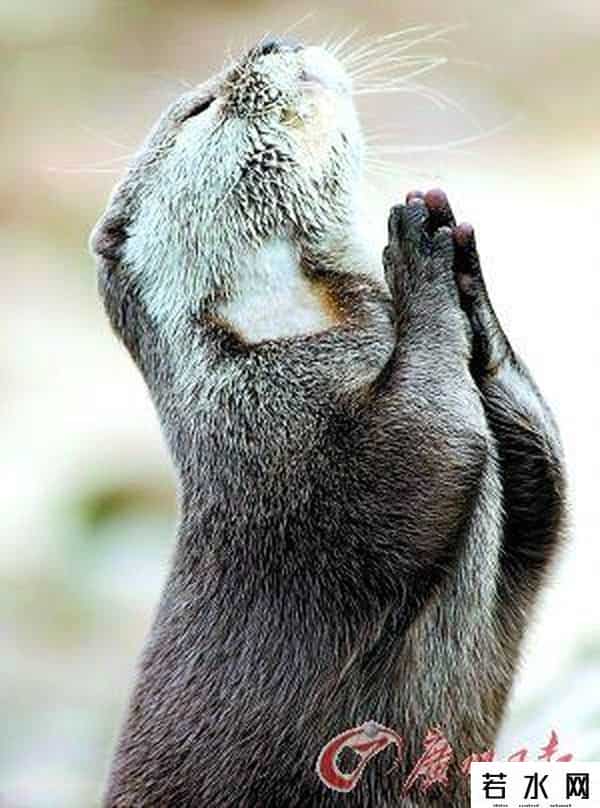 美人鱼票房统计